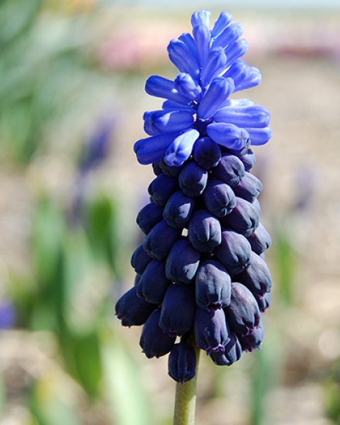 Muscari latifolium.jpg